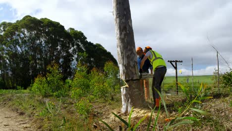 Lumberjacks cutting down tree in the forest 4k