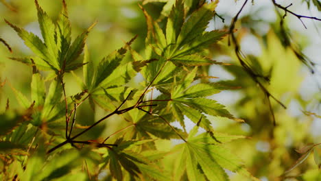 The-close-up-reveals-the-vibrant-green-leaves-against-the-backdrop-of-the-sun,-creating-a-captivating-silhouette-effect