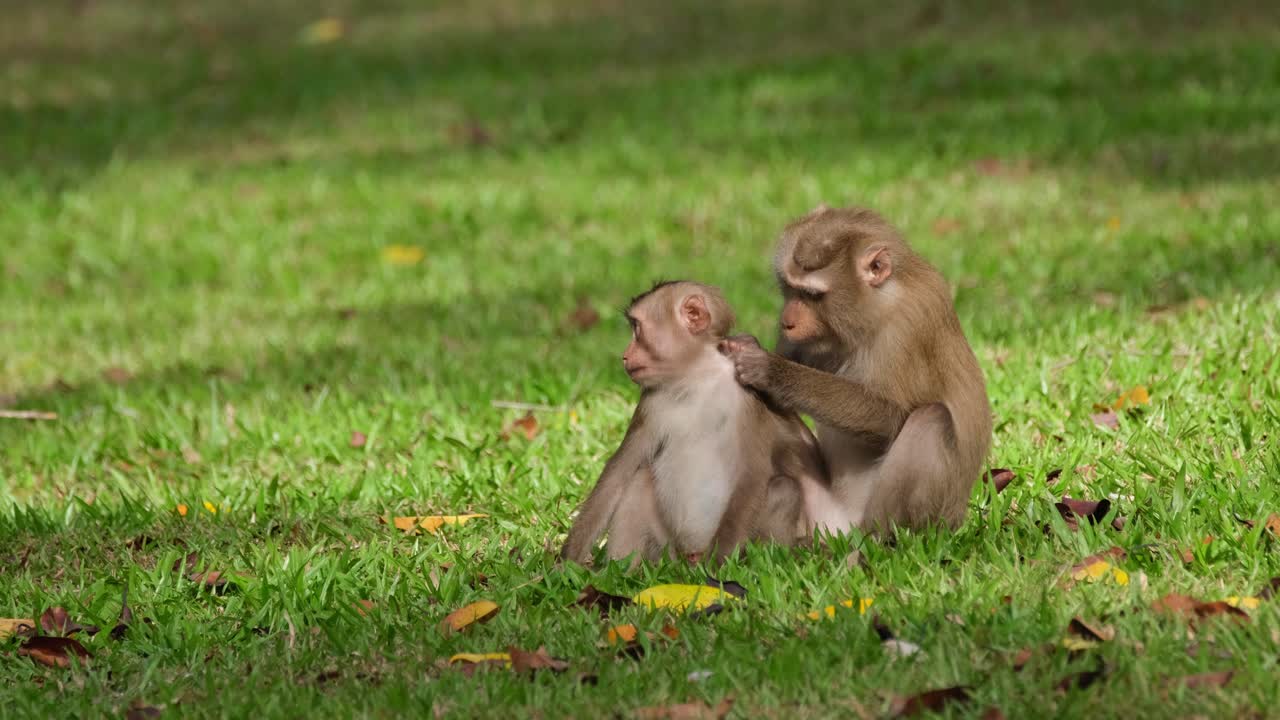 Northern Pig-tailed Macaque, Macaca leonina grooming its young during the afternoon pulling some pests from the neck and then brings its young down on the grass, Khao Yai National Park, Thailand