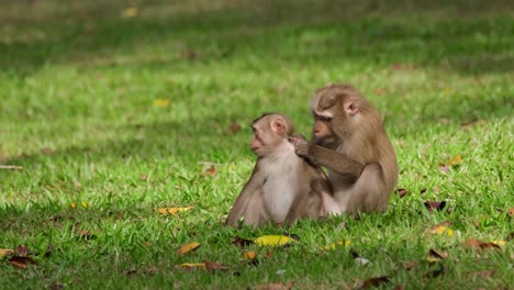 northern pig-tailed macaque, macaca leonina grooming its young during the afternoon pulling some pests from the neck and then brings its young down on the grass, khao yai national park, thailand