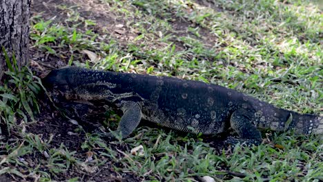 clouded monitorlizard waran swallows fish in lumphini park, bangkok, thailand