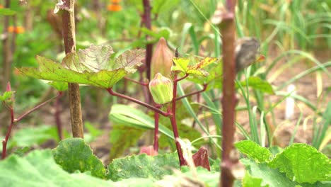 Schöne-Tiefenschärfe-Aufnahme-Der-Okra-Gemüsepflanze,-Die-Vegane-Pflanzen-Zum-Kochen-Und-Für-Die-Gesundheit-Hervorbringt