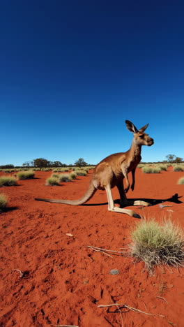 kangaroo in australian outback