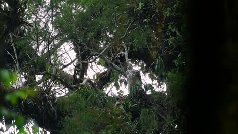 the philippine eagle also known as the monkey-eating eagle is critically endangered and can live for sixty years feeding on monkeys, flying lemurs, and small mammals as an opportunist bird of prey