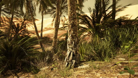 the palms oasis trail is one of many popular hikes in national park