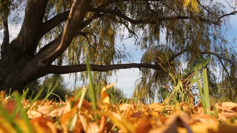 Ground-level-Autumn-willow-footage-of-leaves-falling-from-the-tree