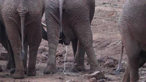 vista trasera de un joven elefante de selva africano orinando en el suelo en aberdare, kenia