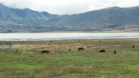 drone flight around horses on a green grassland nearby a lake and mountains in the background, copy space and strong colors