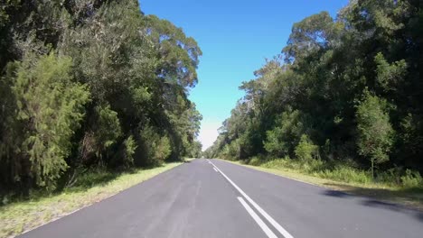 carretera que atraviesa el bosque en la ruta del jardín
