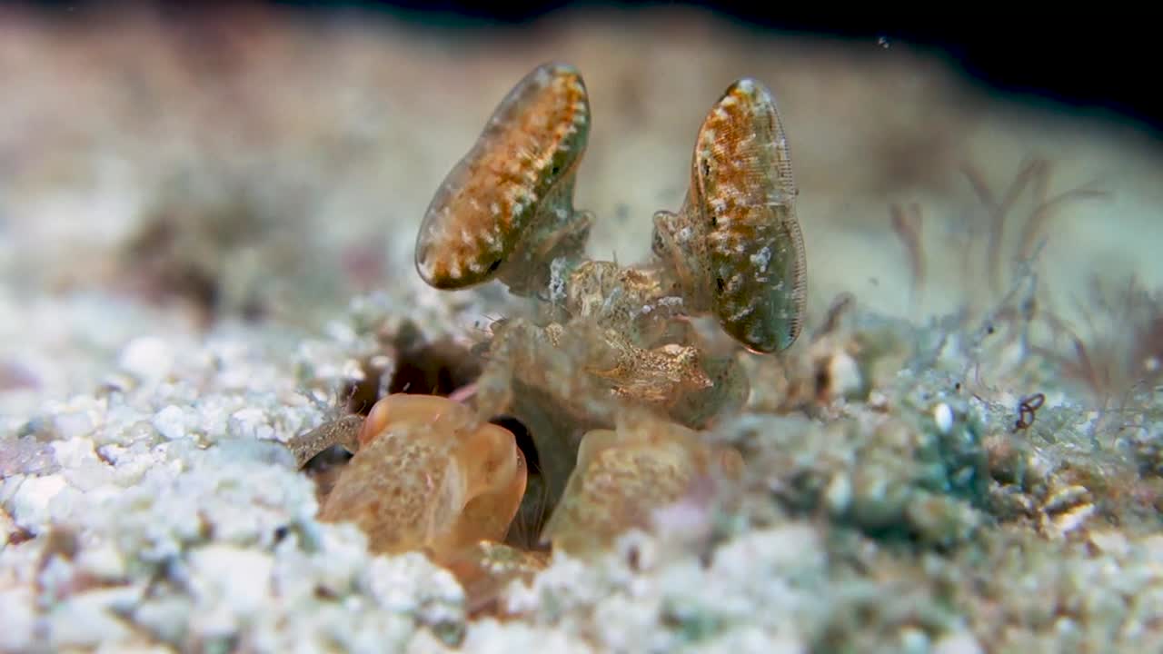 camarón mantis dorado lysiosquilloides mapia mueve los ojos de forma independiente