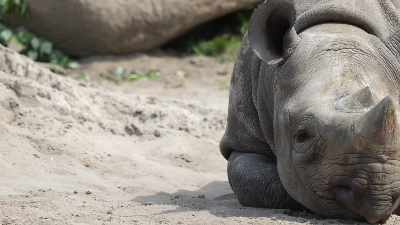 Nature's beauty: Close-Up of a dozing White Rhino at the Zoo