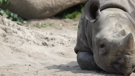 Die-Schönheit-Der-Natur:-Nahaufnahme-Eines-Dösenden-Breitmaulnashorns-Im-Zoo