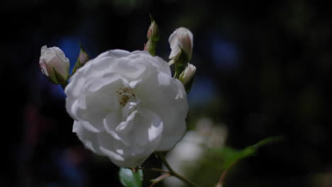 Flor-Blanca-En-Una-Ligera-Brisa