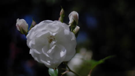 flor blanca en una ligera brisa