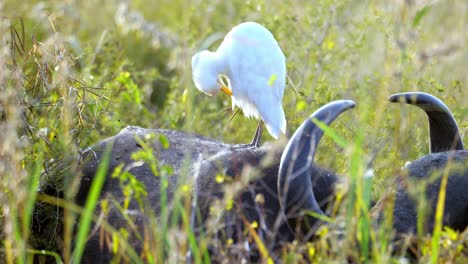 el pájaro garceta blanca se acicala mientras se sienta en un búfalo descansando en la hierba