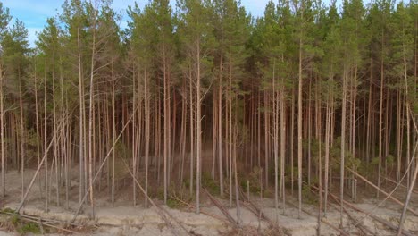 Creepy-woods-of-Piejura-Carnikava-descending-shot-aerial