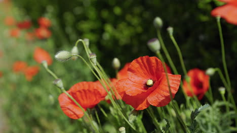 Rote-Mohnblumen-Auf-Grünem-Feld-Bewegen-Sich-Im-Wind