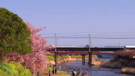 relaxing afternoon at riverbank with sakura trees in japan