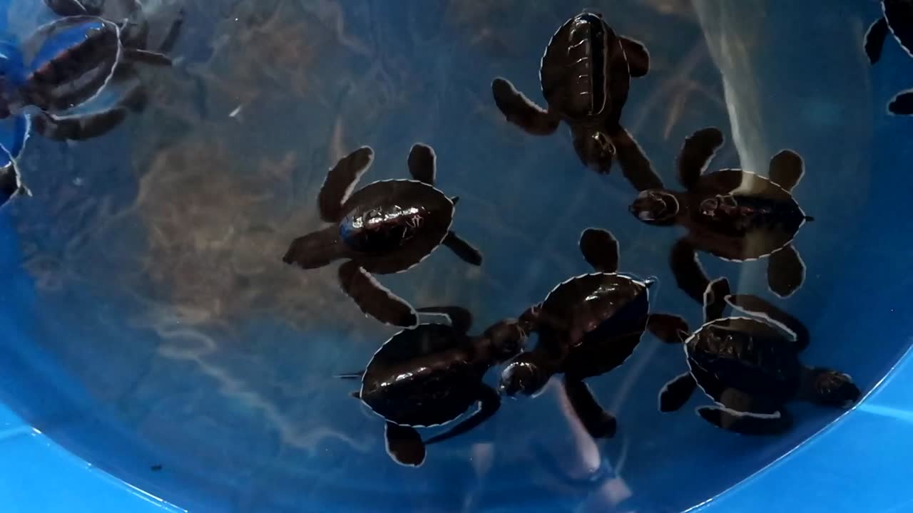 New born baby turtles swimming around safely in water in a blue bucket