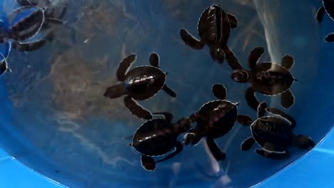 new born baby turtles swimming around safely in water in a blue bucket