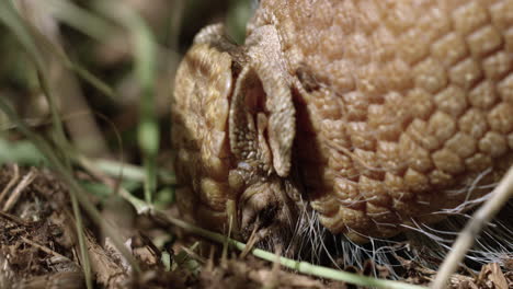 armadillo digging in forest floor for bugs - extreme close up on face - side profile