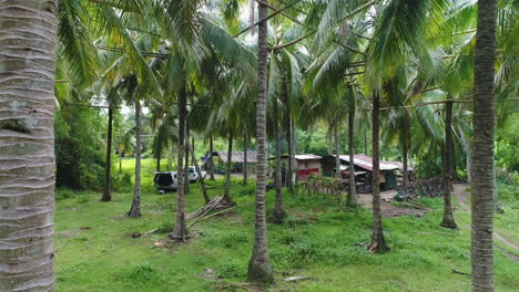 Low-Altitude-Aerial-Shot-Of-Coconut-Trees-With-Bamboo-Bridges-For-Lambanong-Farming