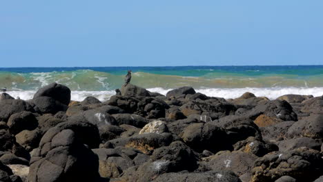 breamlea beach victoria rocas negras