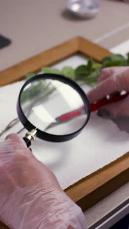 plant examination in a laboratory setting