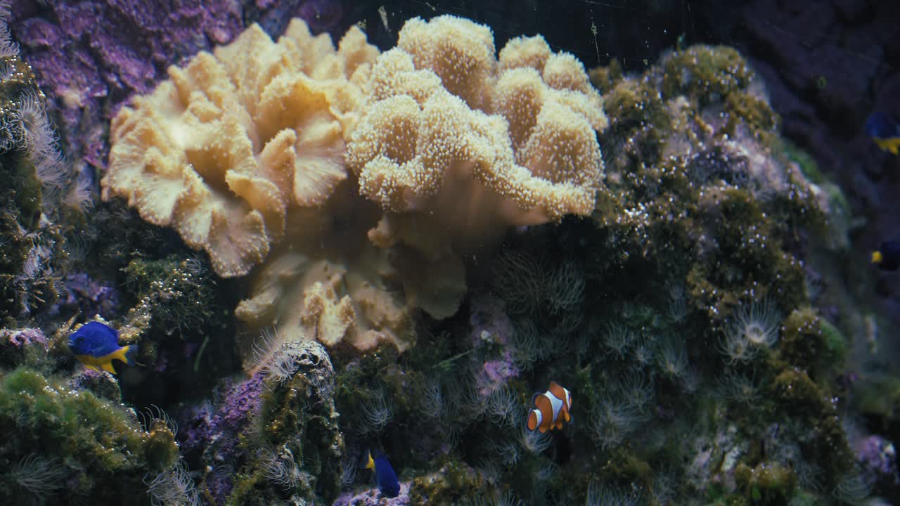 Scena subacquea con coralli, pesci pagliaccio e damigelle blu in un acquario