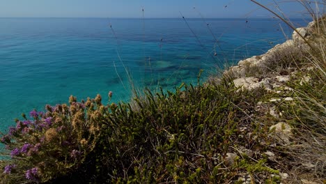 flores silvestres púrpuras y especias mediterráneas utilizadas en la cocina tradicional en colinas rocosas sobre un fondo de agua de mar turquesa