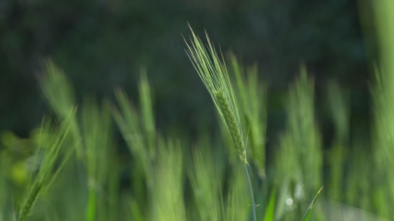 Wheat cultivated in the hilly areas.