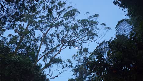 Walk-through-the-forest-or-woodland-looking-up-at-the-treetop-and-leaves-in-dusk-nightfall