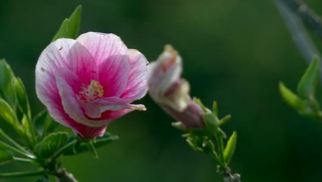 rosa salvaje de pétalos de rosa exótica retroiluminada que florece en la primavera tropical de hawai