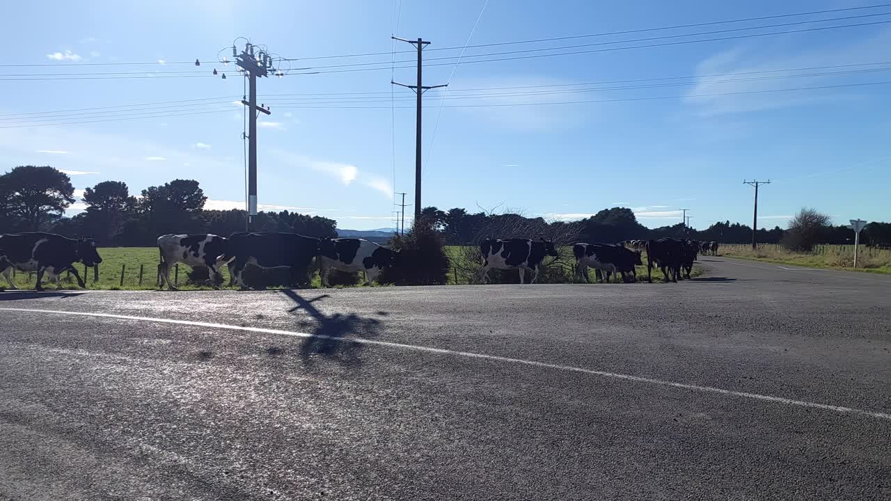 뉴질랜드 에케타후나 의 한 도로 를 따라 달리는 프리지안 가축 들 의 무리