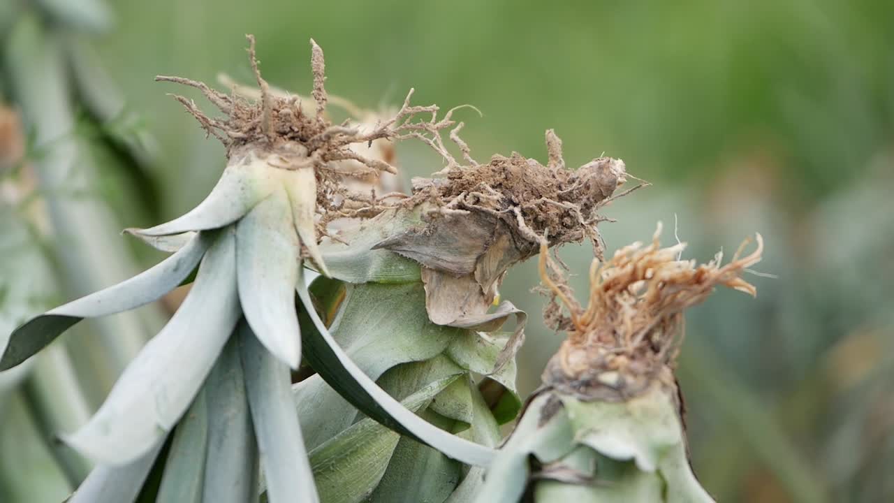 12-35 f2로 gh5에서 촬영한 파인애플 수확