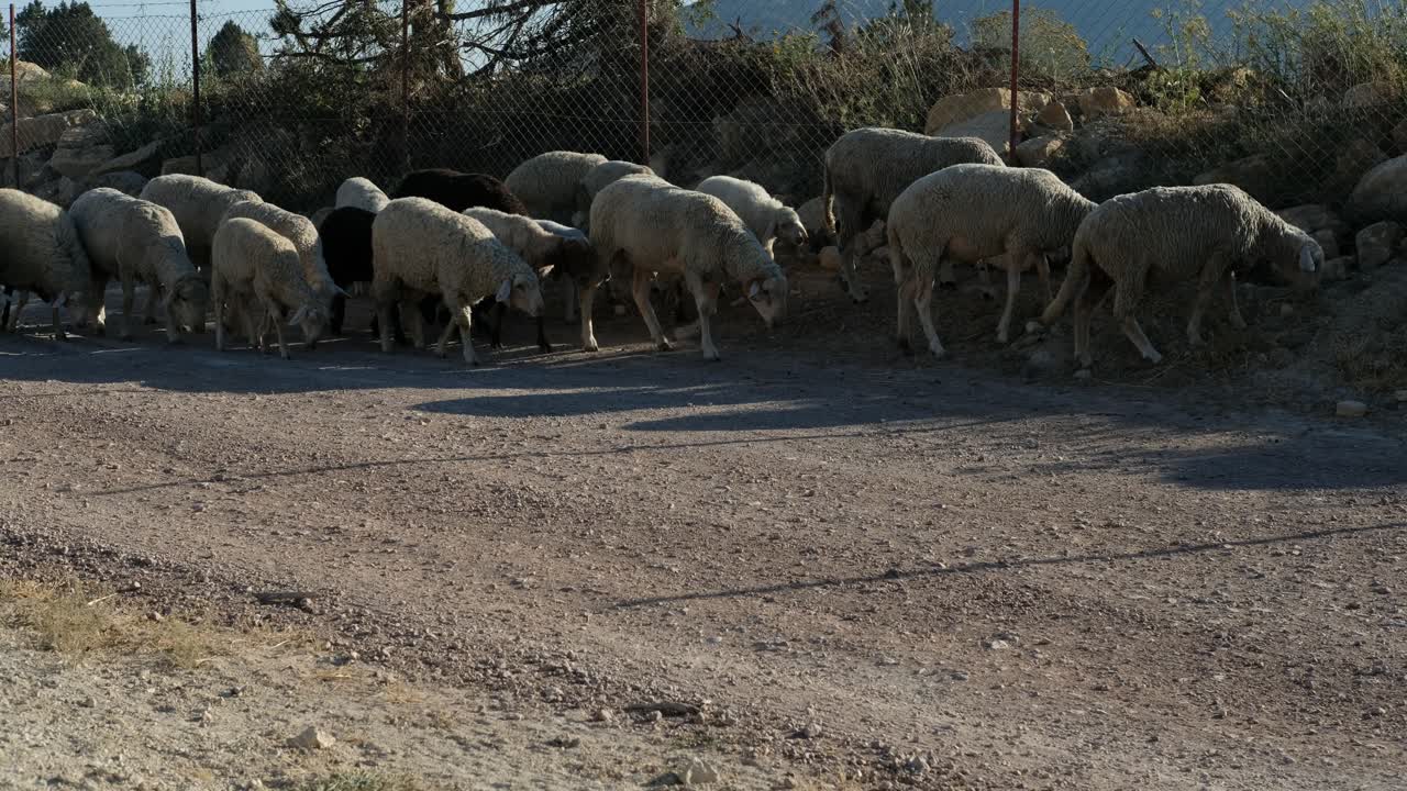 Pastore che trasporta pecore