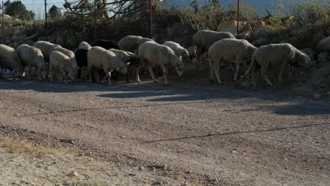 Pastor-Cargando-Ovejas