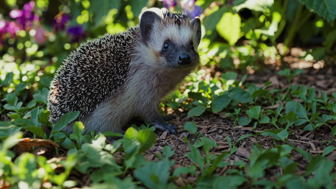 Close-up video of a hedgehog in a garden, shot from a low angle