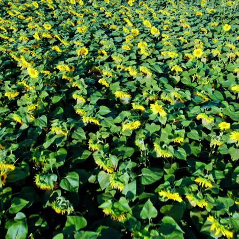 campo de girasol