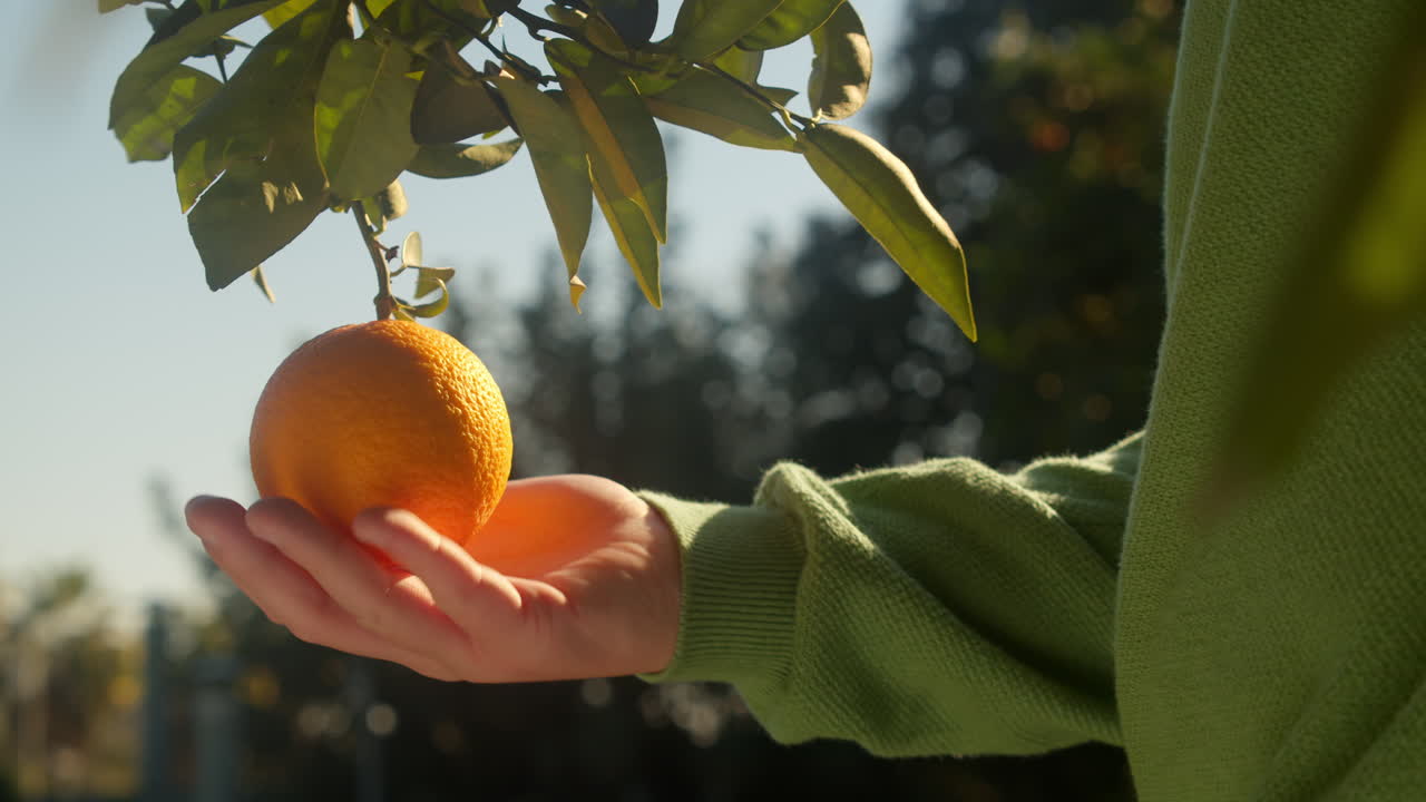 niños tocando la mano de una naranja madura en el jardín
