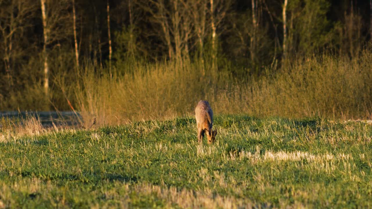 corzo europeo salvaje comiendo en un prado verde, tarde soleada de primavera, hora dorada, plano medio desde la distancia