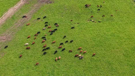 High aerial shot of cattle herd scattered across large vibrant green agricultural field