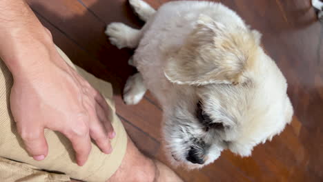 perro doméstico pidiendo afecto con su pata y mirada triste