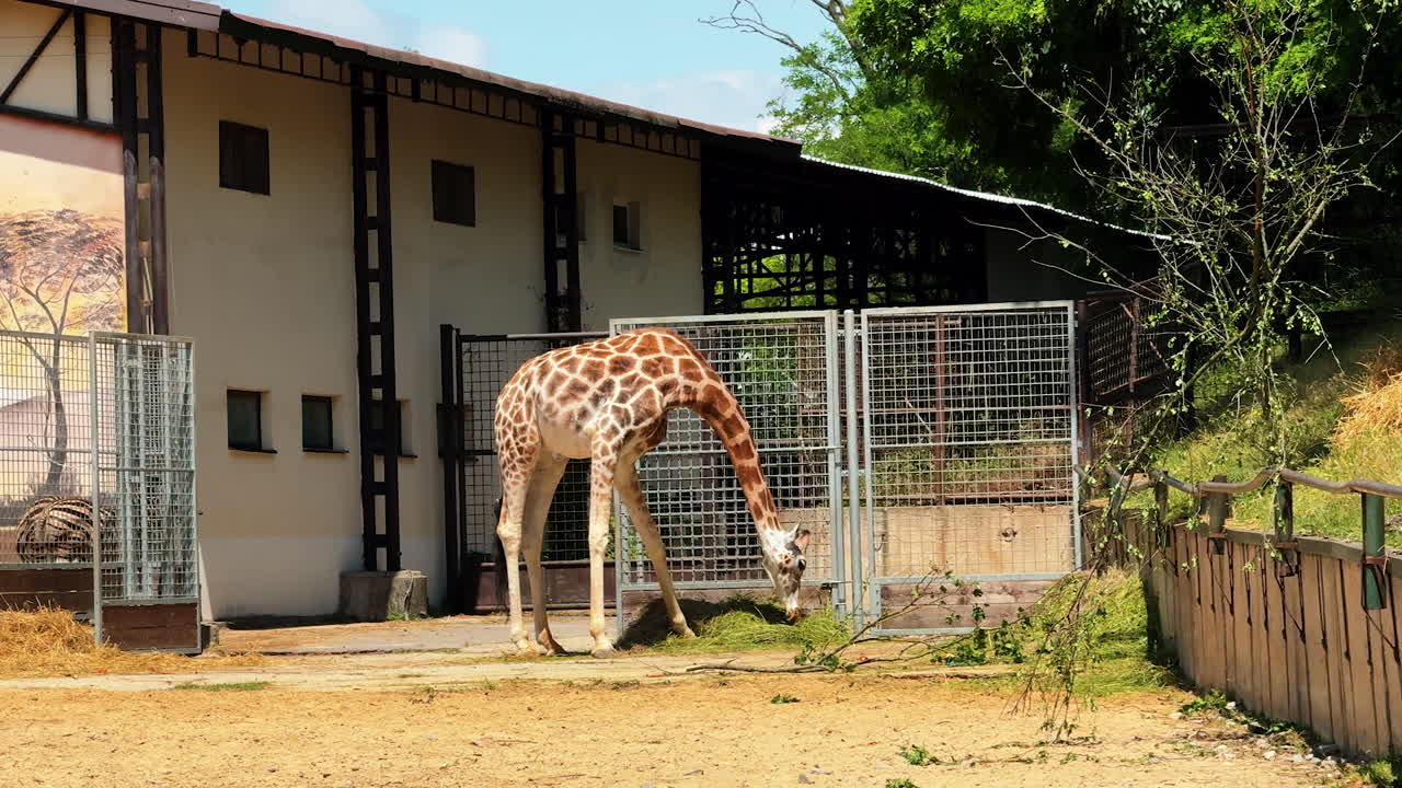 Giraffe eating in a sunny zoo habitat. A tall giraffe grazes peacefully on grass near its enclosure in a zoo, enjoying a sunny afternoon in daylight