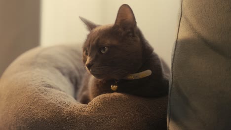 Cat-Lying-In-Her-Bed