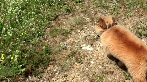 chasing little poppy dog running in the spring flower grass