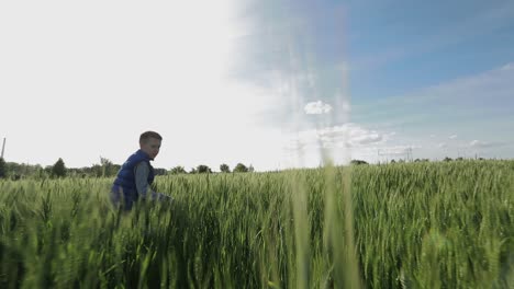 boy walking through the field. little boy on a field in the sunlight enjoying nature