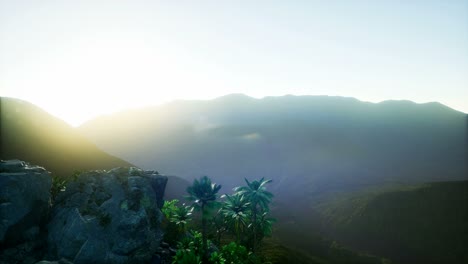 Sunset-Beams-through-Palm-Trees