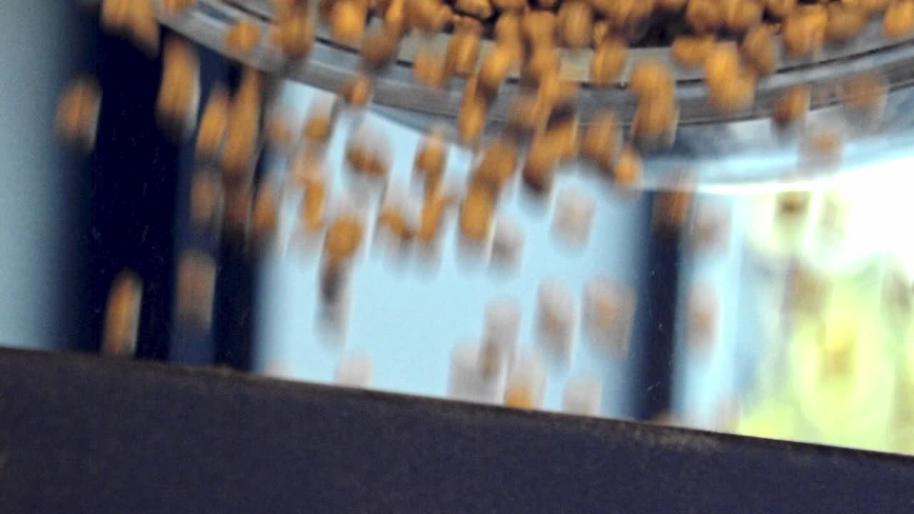 Pouring a bowl of raw coffee beans into the roaster - slow motion