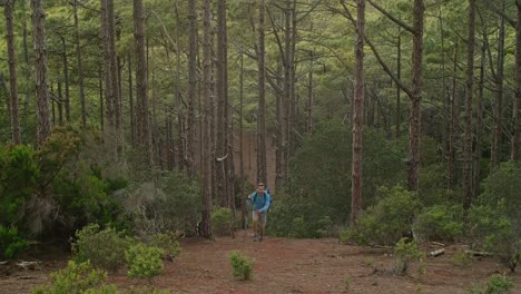 male hiker walking in forest